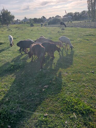 коза: Продаю | Овца (самка), Ягненок, Баран (самец)
