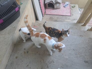 Pişiklər: Yaxşı əllərə — 3