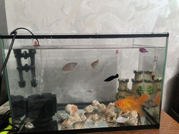 ит кыргыз добот: Стеклянный аквариум прямоугольной формы с оборудованием и оформлением