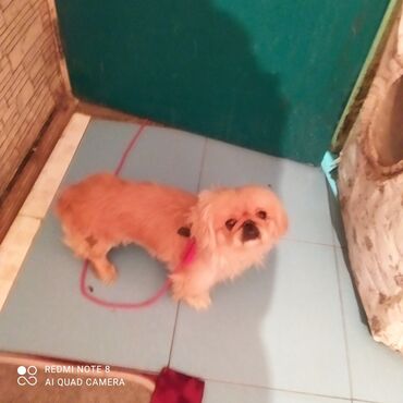 İtlər: 11 ay, Erkek, Ödənişli çatdırılma — 5