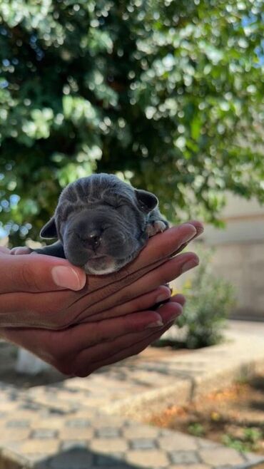 pitbul satışı: Kane-Korso, 1 ay, Dişi, Peyvəndli, Ünvandan götürmə