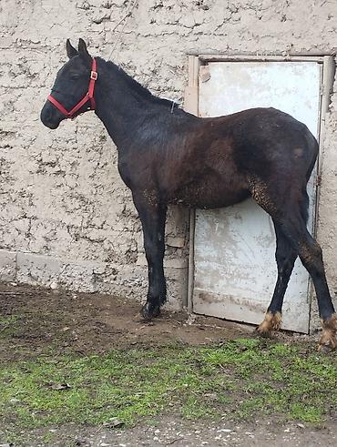 Лошади, кони: Продаю | Жеребец | Полукровка | Рабочий — 1