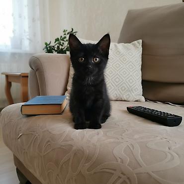 породистые котята даром: 2 месяца, Мальчик, Приучена к лотку — 2