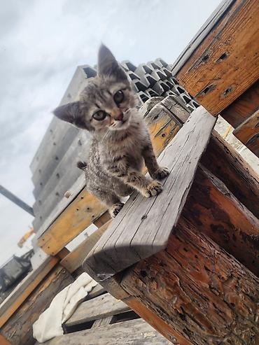 грызун: Полосатый котёнок, короткошёрстный табби-окрас с тёплыми — 1