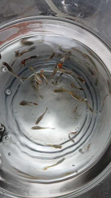аквариумные рыбки в бишкеке: Рыбки гуппи, их около 20 штук