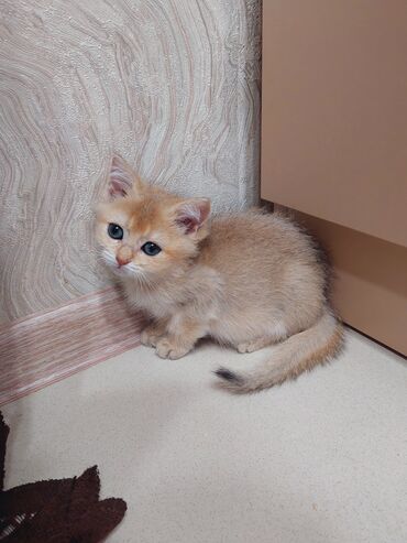 Pişiklər: Şotland, Dişi, Yaxşı əllərə, Ünvandan götürmə — 8