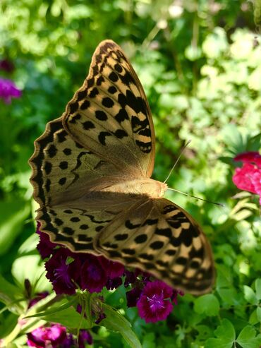 меняю с моей доплатой: Продаю разную мебель. Указывайте номер фото пожалуйста. Район тоголок