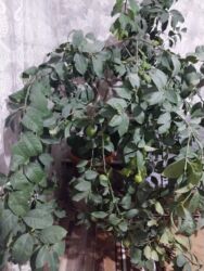 стирал порошок: Продаётся лимон