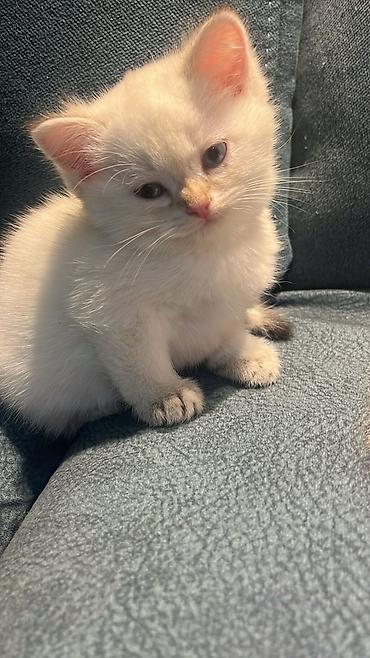 Pişiklər: Britan — 2