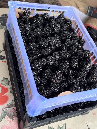 оптовые цены на продукты питания в бишкеке: Ежевика В розницу, Самовывоз, Платная доставка