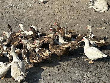 Птицы: Индоутки 24 головы 
2 самца и 22 самки — 8