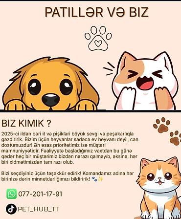 Xidmət Şərtləri və Qiymətlər Birtərəfli dizayn: 10AZN-dən başlayan