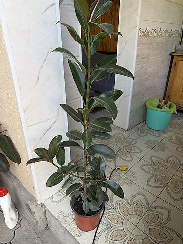Фикусы: Фикус эластика (Ficus elastica), крупномер в горшке. - Высокое — 3