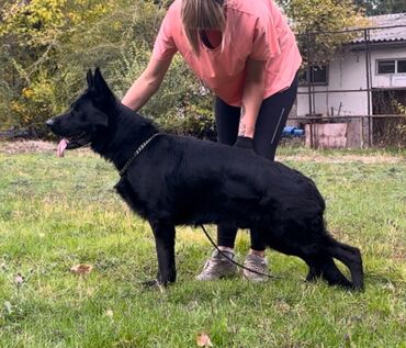 Вязка собак: Вязка: Немецкая овчарка, Самец, 2 года, С родословной — 4