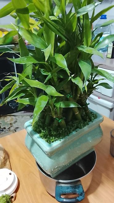 купить лотос в горшке: Лаки бамбук (Dracaena sanderiana) в декоративном керамическом кашпо — 4