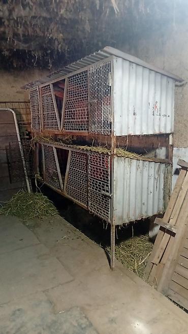 собака из приюта: Двухъярусная металлическая клеточная батарея для кроликов/птицы/мелких — 1