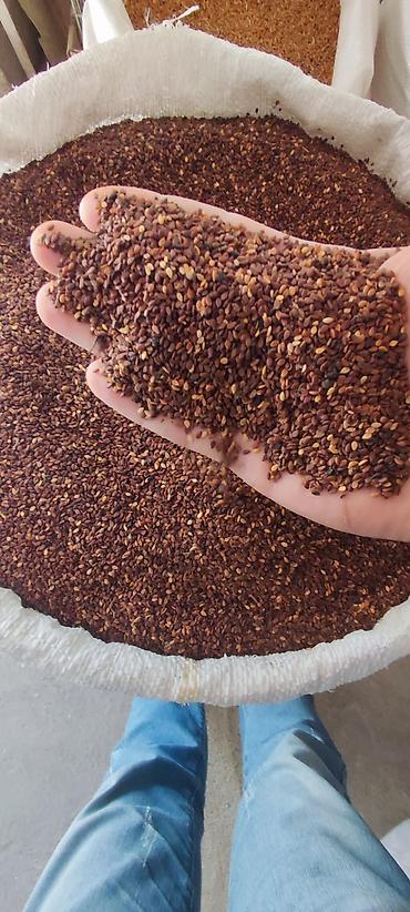ucuz kilim: TƏBİİ QARA KÜNCÜT SATILIR – YÜKSƏK KEYFİYYƏT Satışda 100% təbii və — 3