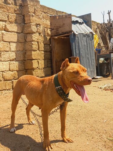 i̇tlər pitbul: Pitbul, 2 il, Dişi, Ünvandan götürmə