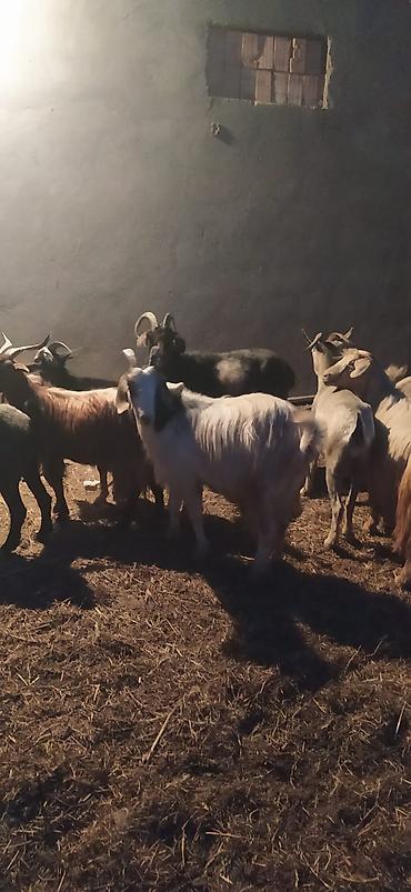 ordək balası və cucə: 42 baş Keçi toptdan satılır - Növ: Keçi (müxtəlif rəng və buynuz — 4