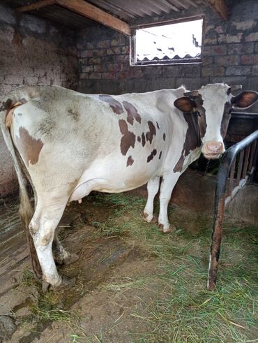 животные карова: Продаю | Корова (самка) | Симментальская | Для разведения, Для молока | Стельные