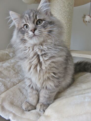 сибирская трехцветная кошка: Кошка даром: Сибирская, 2 месяца, Девочка