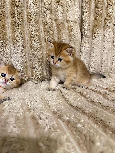 шотландский вислоухий котенок баку: Шотландская вислоухая — 5