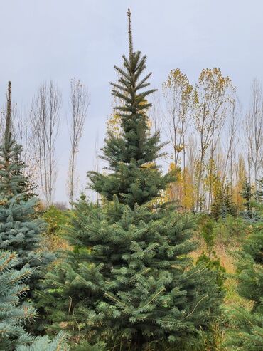 Декоративные деревья: Продаются хвойные и лиственные деревья🌲🌳 - Голубая ель от 0,8-5м - at lalafo.kg — 26 Декоративные деревья: Продаются хвойные и лиственные деревья🌲🌳 - Голубая ель от 0,8-5м - — 26