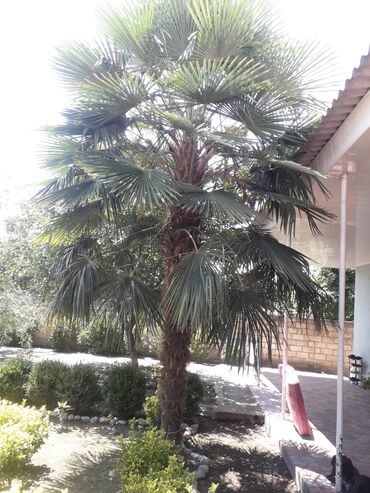 palma ağacı qiyməti: Palma agacı hündurluk5mtl. 10 illik.qiymeti razılaşmaq yolu ile. əlaqə