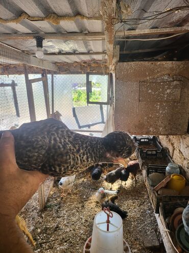 Digər quşlar: Kəkilli kənd fərələri 4 aylıq 10 ədəd 19 manatadi fərələr 12 manat — 4