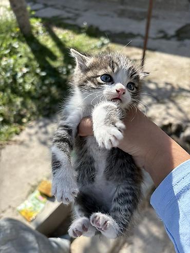 корниш рекс цена: Котята, окрасы: бело-серый и тигрово-серый с белым. Голубые глаза — 3