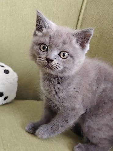 Кошки: Шотландская вислоухая — 3