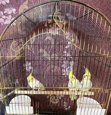 Qəfəslər: Salamlar quşlar şatılir hamısı idyal vəziyyətdədirlər .vitaminləri35 — 2