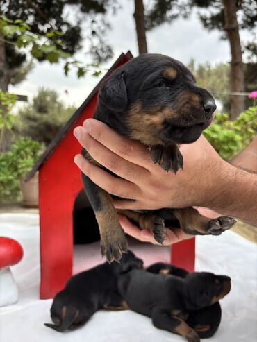 İtlər: Doberman, 1 ay, Erkek, Ödənişli çatdırılma