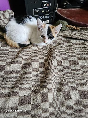 Мышыктар: Котята от домашней кошки - Помёт из трёх котят: два рыже-белых и один — 7