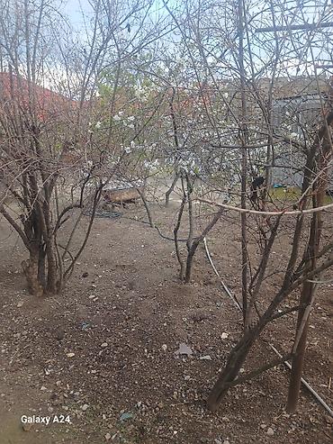 kupcalı torpaq: 3 sot, Tikinti, Mülkiyyətçi, Kupça (Çıxarış) — 2