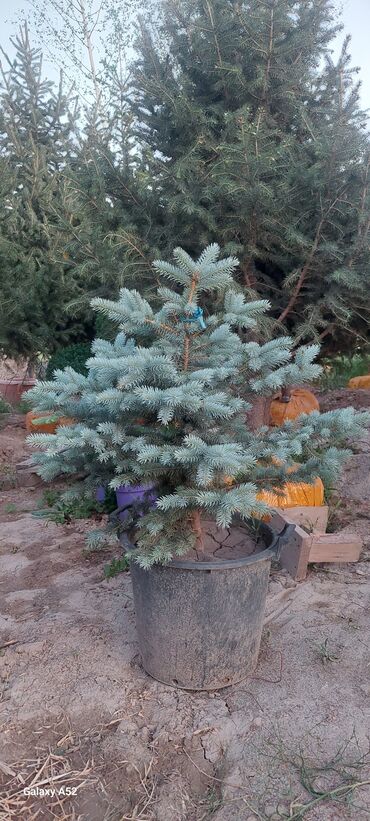 Декоративные деревья: Саженцы деревьев: Ели, Платная доставка — 6