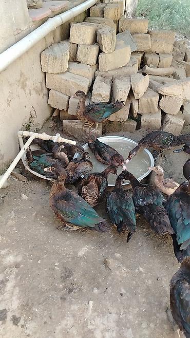 mandarinka ördeyi: Musk ördəkləri (indo ducks) – təsərrüfat üçün məhsuldar sürü - Növ — 3