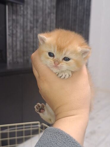 кошка золотая шиншилла: Британская короткошёрстная, 1 месяц, Мальчик, Золотая шиншилла, Приучена к лотку, Проглистована