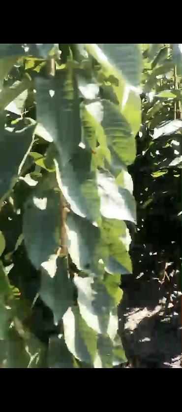 epimedium bitkisi satisi: Meqsedimiz Düzgün Ting SeçimiDüzgün əkinPesekar yanaşma ile uzun — 4