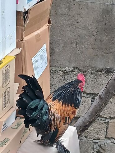 аксесуары для животных: 15 manata riyal alicilar narahat etsin