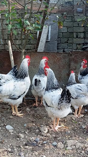 Xoruzlar: Tam saglam 4ayliq xoruz toyuq Məhsul təsviri: - Ağ lələklər, quyruq və — 11