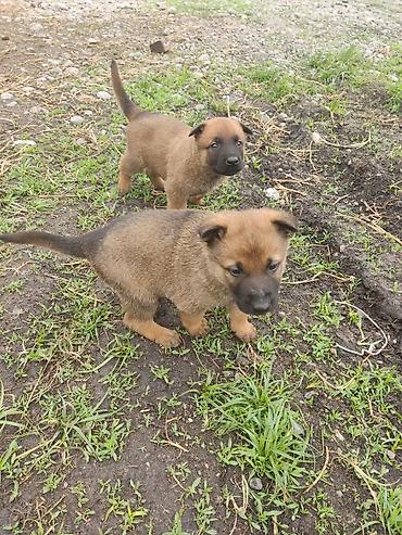 Продажа собак: Бельгийская овчарка, 1 месяц, Самец at lalafo.kg — 8 Продажа собак: Бельгийская овчарка, 1 месяц, Самец — 8