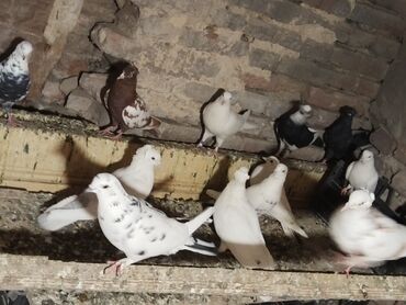 Göyərçinlər: Ağ rəng üstünlük təşkil edən ev göyərçinləri – dəst halında. - — 12