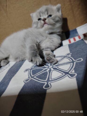 Pişiklər: Boz rəngli balaca pişiklər – yumşaq tüklü, iri qara gözlü, qısa — 12