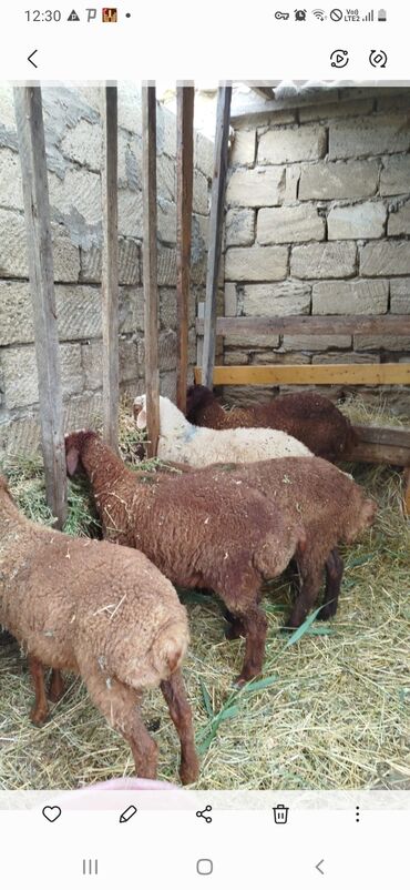 Quzu: Quzu, Dişi, Qala, ay: 1, 12 kq, Damazlıq, Ünvandan götürmə