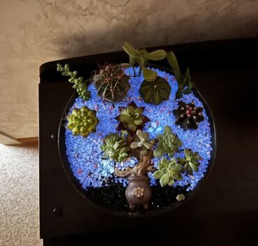 стаканчики с крышкой: 🌵 Продам авторскую композицию из живых суккулентов и кактусов Создана