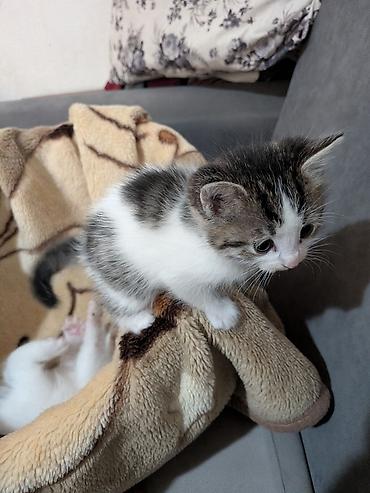 молоко для котят: 1 месяц, Девочка — 7