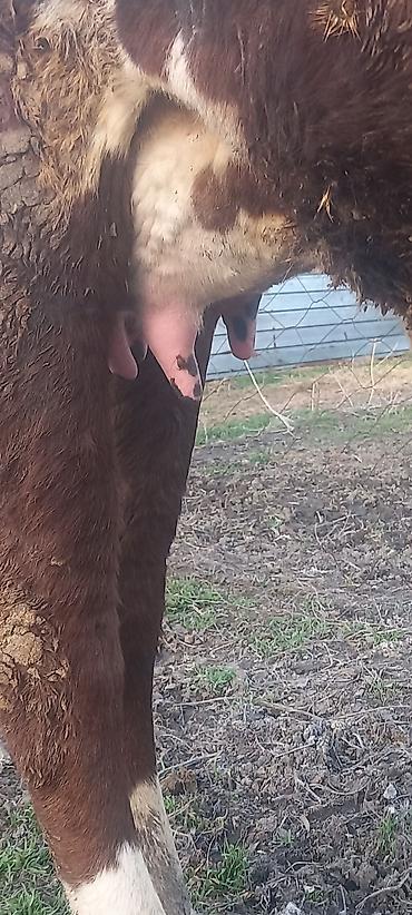 Коровы, быки: Продаю | Тёлка, Музоо, торпок | Алатауская — 4