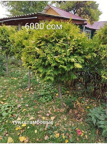 Декоративные деревья: Саженцы деревьев: Туи at lalafo.kg — 10 Декоративные деревья: Саженцы деревьев: Туи — 10