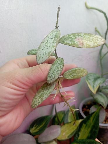 Хойи: Хойи в продаже! Номер по фото, названия и цены указаны: #1 — 11